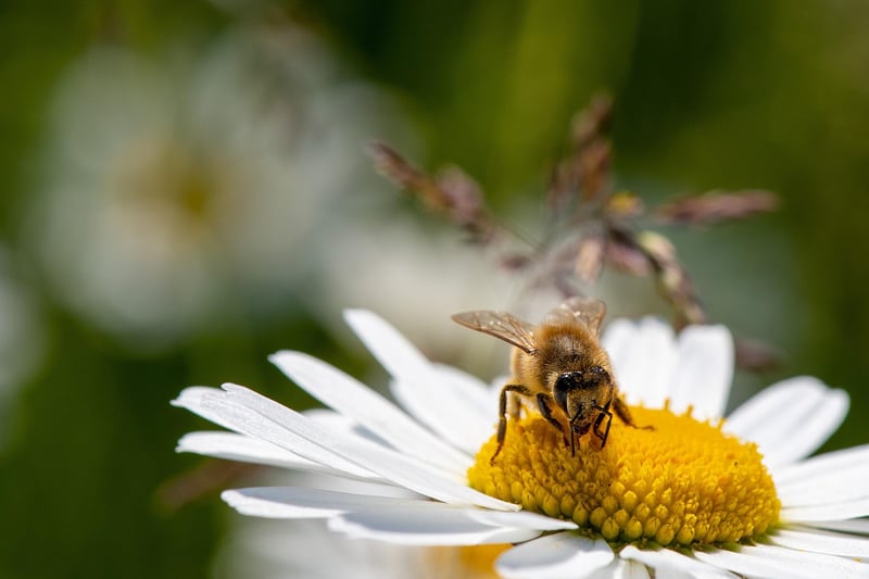 Contact with Other Species